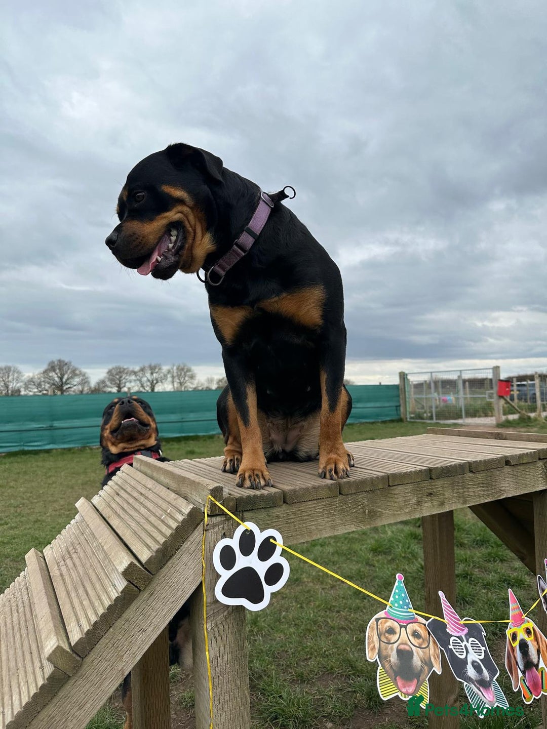 Rottweiler dogs for sale: Rottweiler puppies  - Advert 25