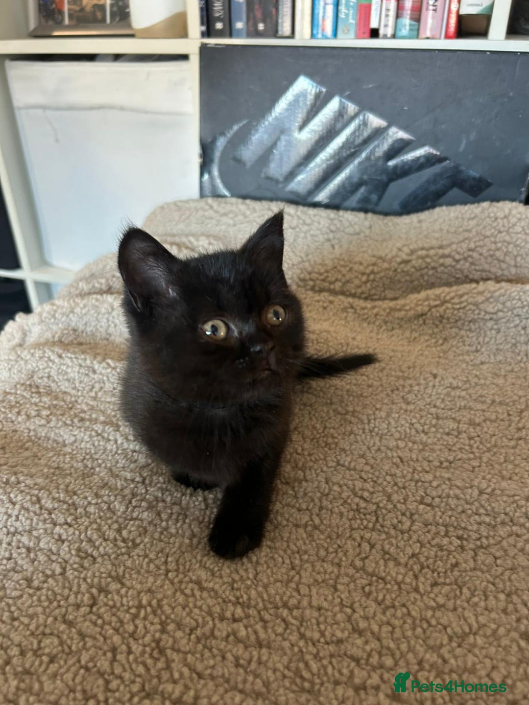 British Shorthair cats for sale: Champion GCCF Black British Shorthair Kittens - Image 23