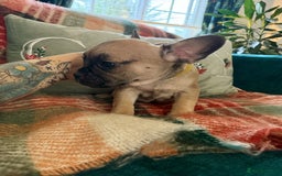 French Bulldog dogs for sale: French bulldog puppies  - Image 12