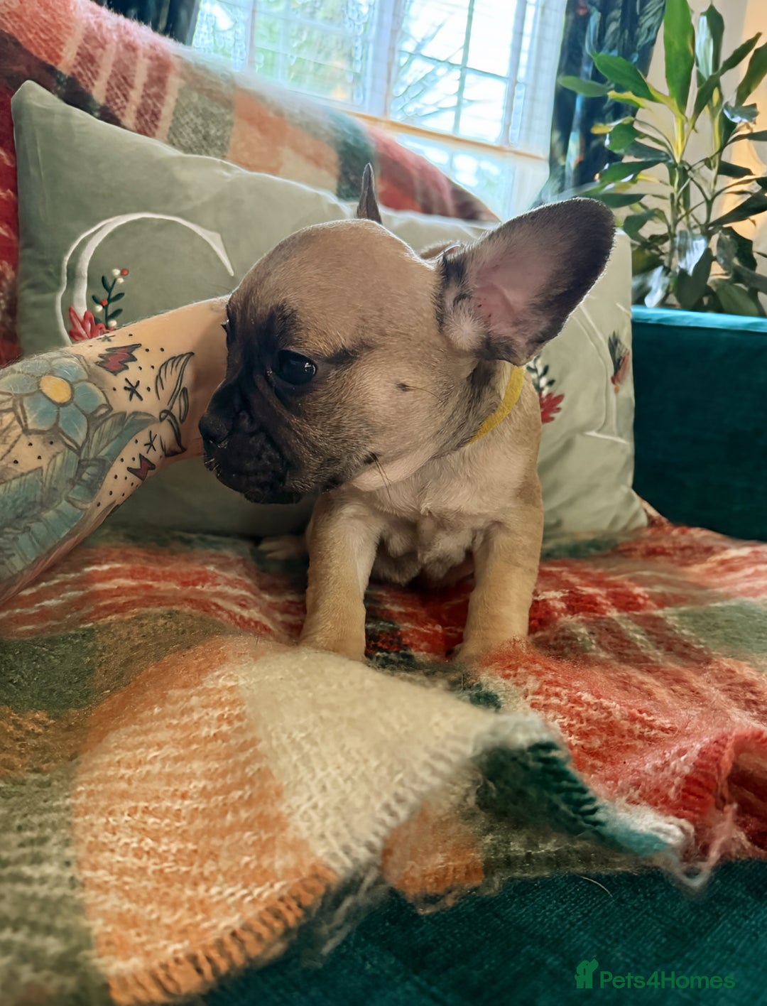 French Bulldog dogs for sale: French bulldog puppies  - Image 12
