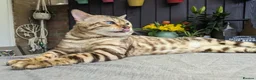 Bengal cats for sale: Outstanding Little Leopards 🐆  - Advert 11