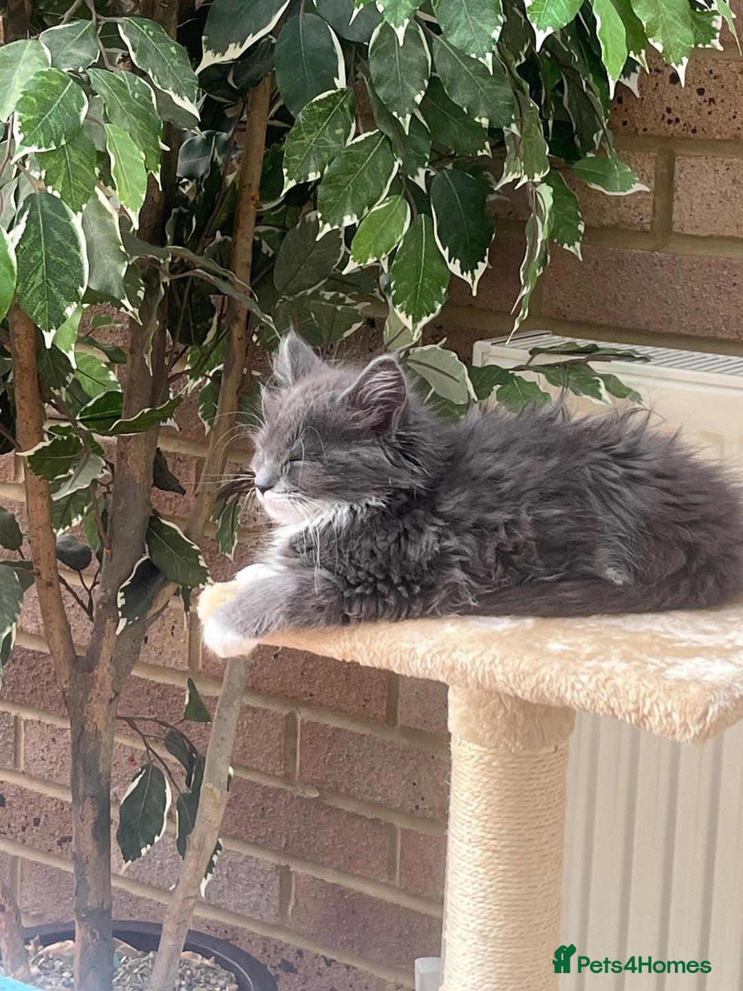 RagaMuffin cats for sale: RagaMuffin Cat For Sale - Advert 6