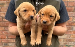 Labrador Retriever dogs for sale: KC Registered Labrador Puppies - Image 5