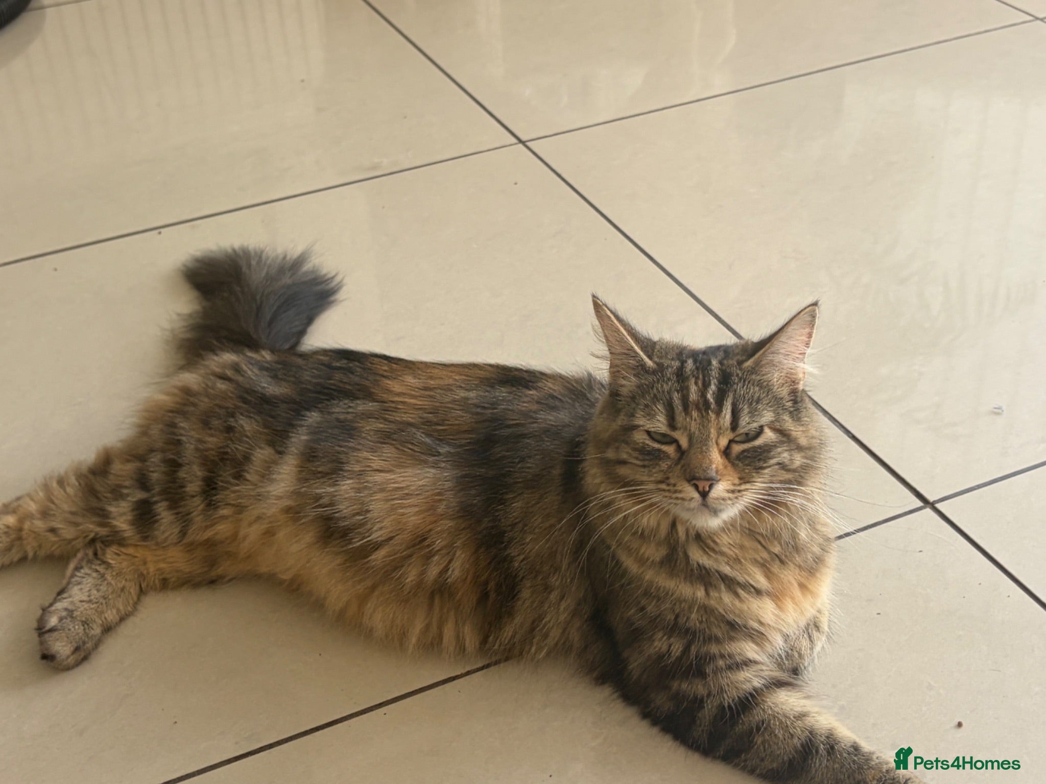 Mixed Breed cats Beautiful kittens for sale  - Advert 1