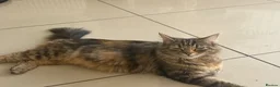 Mixed Breed cats for sale: Beautiful kittens for sale  - Advert 1
