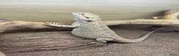 Bearded Dragon reptiles for sale: Bearded dragon + vivarium with accessories  - Advert 1