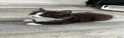 Mixed Breed cats for sale: 3 little kittens are ready now  - Advert 7