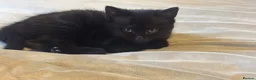 Mixed Breed cats for sale: Fluffy friendly kittens ready for their new homes  - Advert 12