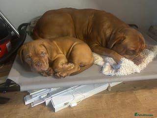 Dogue De Bordeaux dogs Litter due 2nd feb - Advert 8