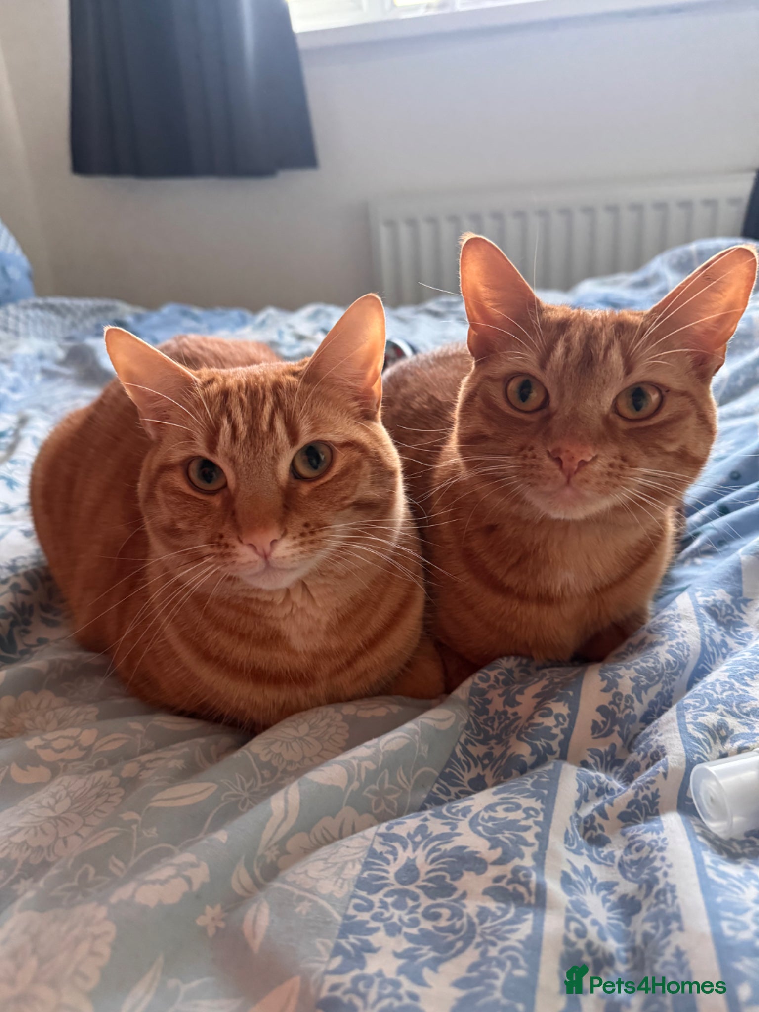 British Longhair cats Two ginger twin sisters free to a new home  - Advert 1