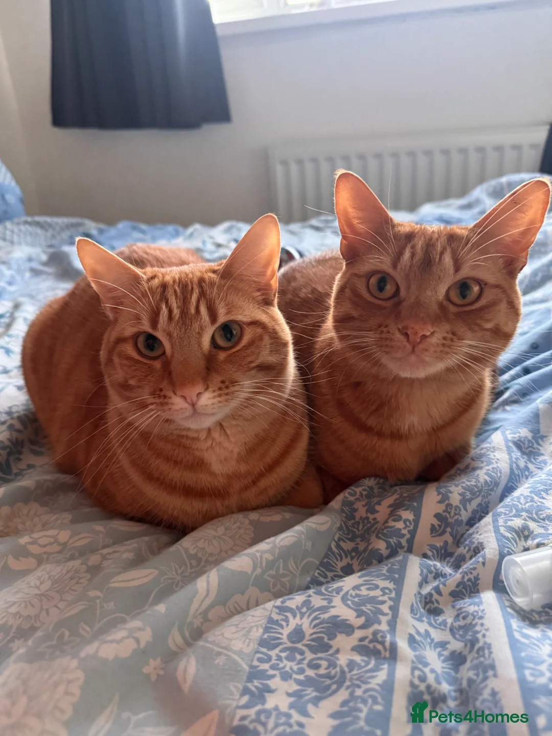 British Longhair cats for sale: Two ginger twin sisters free to a new home  - Advert 1