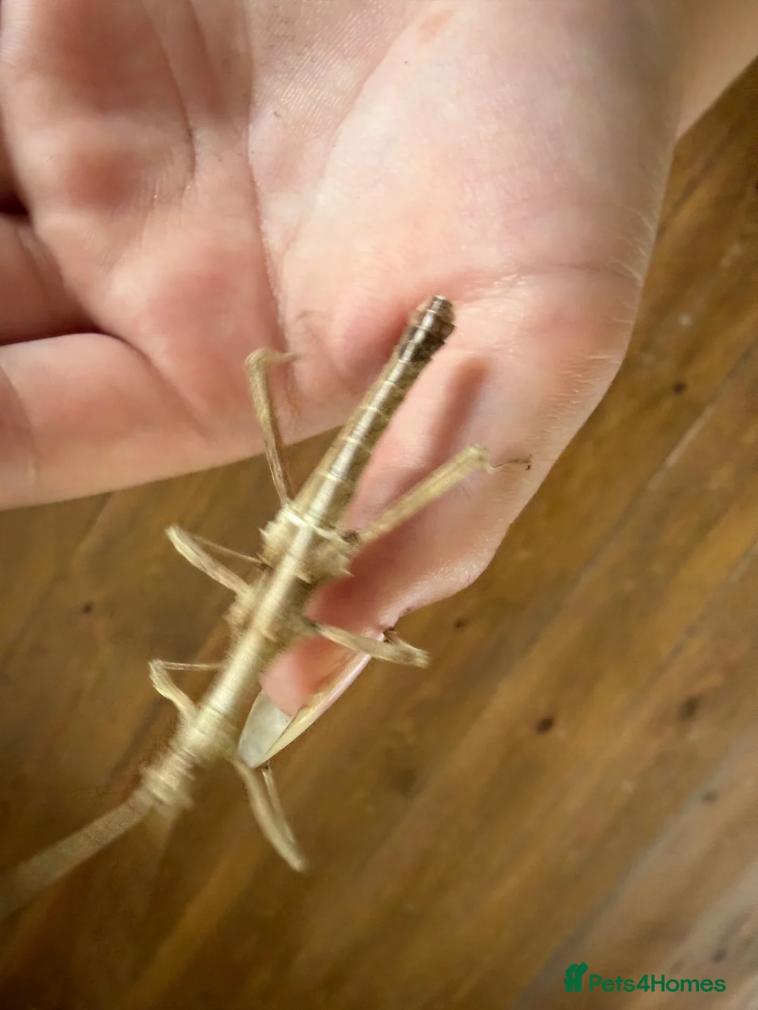 Stick Insects invertebrates for sale: Sunny stick insect in Spalding - Advert 2