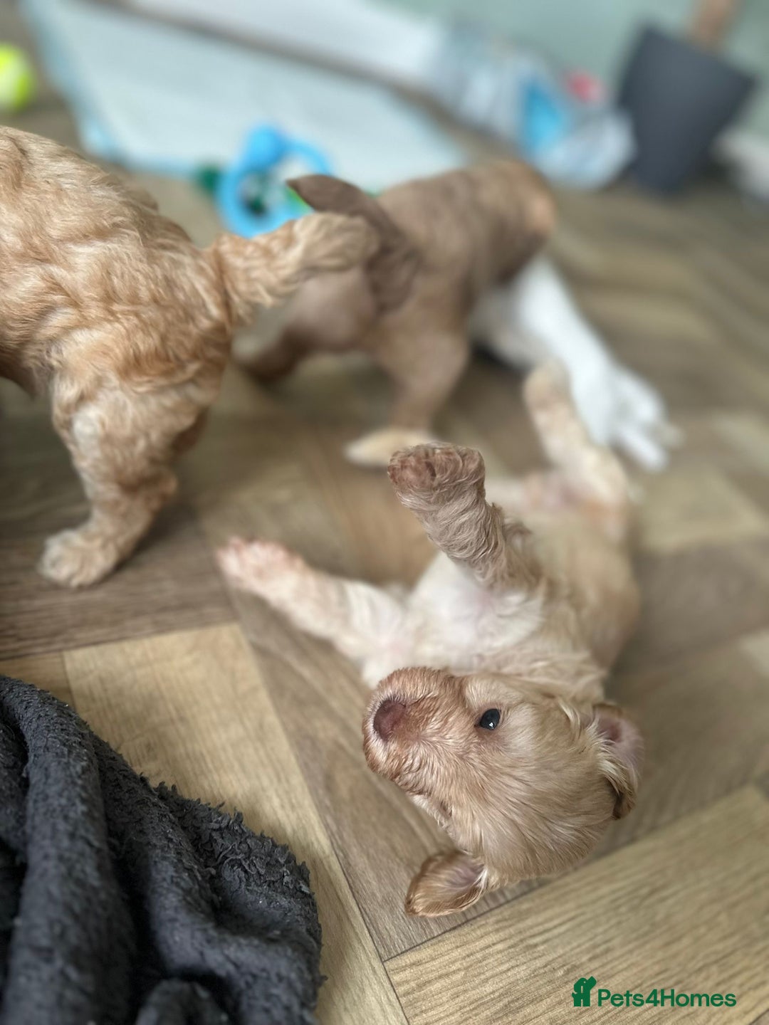 Cockapoo dogs for sale: 4 girls and 1 boy beautiful cockapoo - Image 8