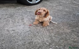 Cocker Spaniel dogs for sale: Show cocker spaniels in Doncaster - Image 17