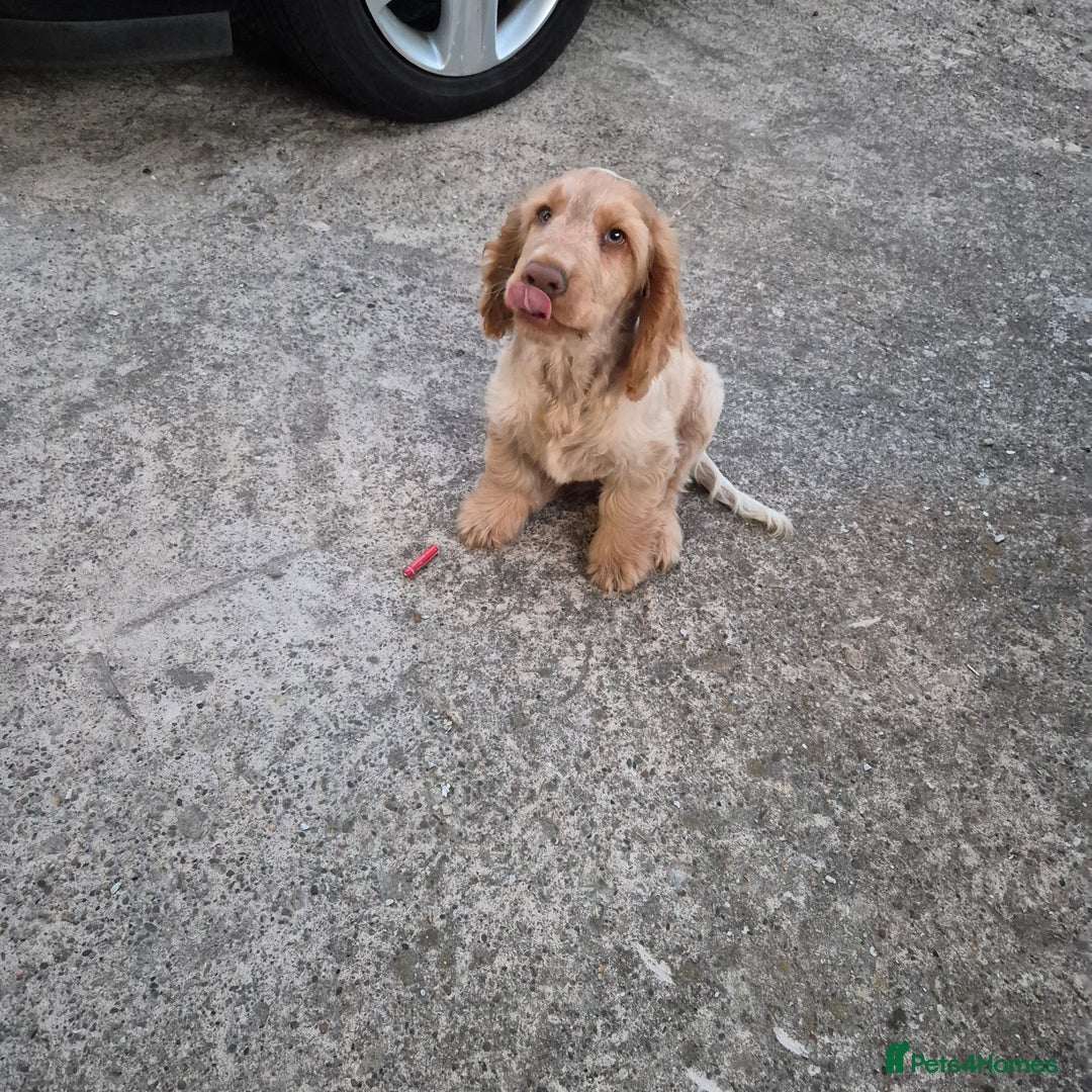 Cocker Spaniel dogs for sale: Show cocker spaniels in Doncaster - Image 17