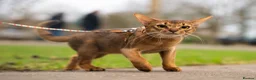 Abyssinian cats for sale: Majestic Abyssinian Boy-READY NOW-Champion Line - Advert 30