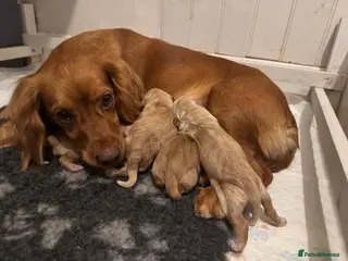 Cocker Spaniel dogs Working cocker spaniel - Advert 1