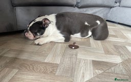 English Bulldog dogs for sale: Bulldog  - Image 2