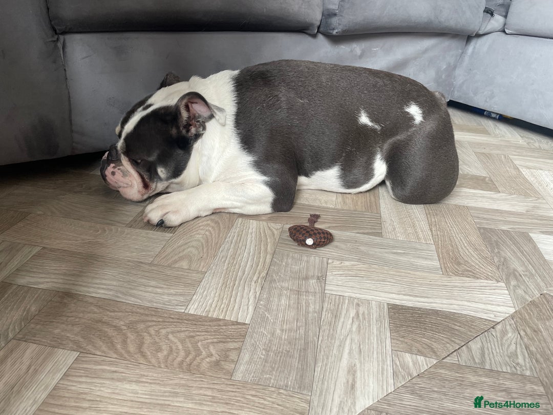 English Bulldog dogs for sale: Bulldog  - Image 2