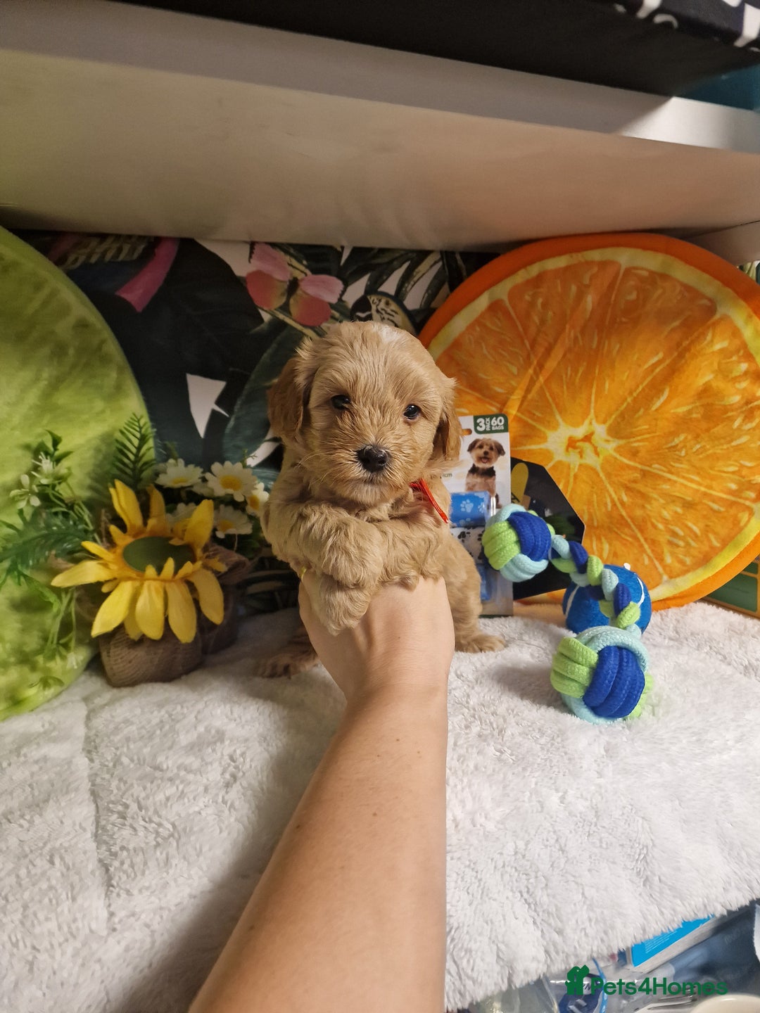 Maltipoo dogs for sale: Maltipoo  - Advert 13