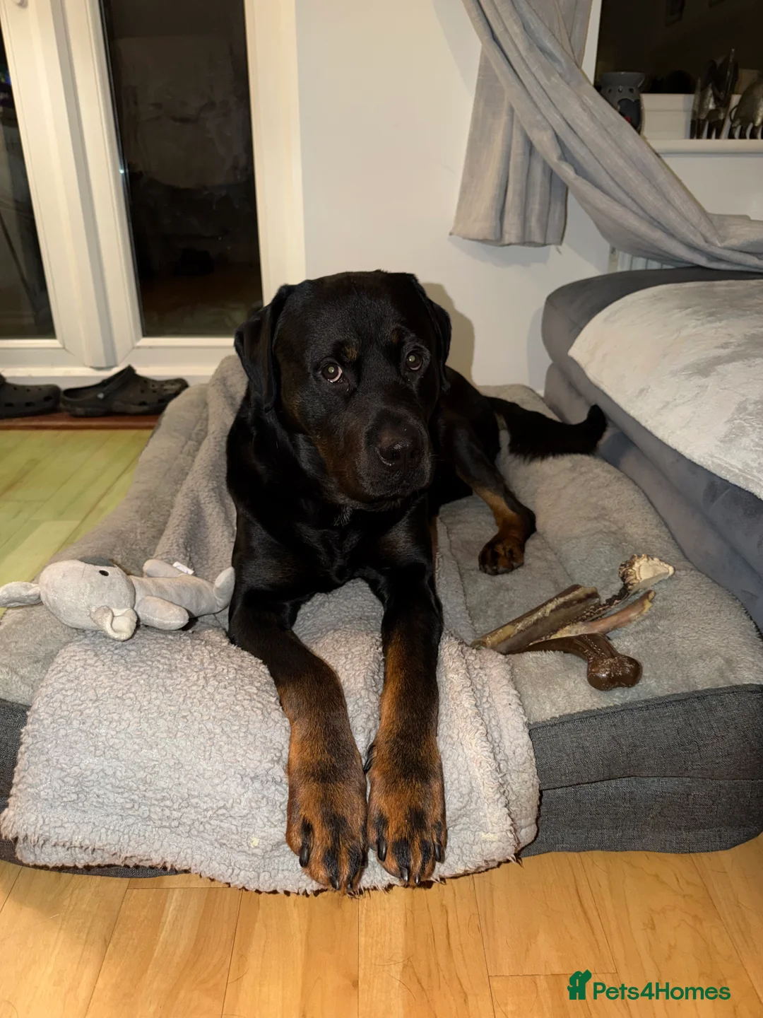 Rottweiler dogs for sale: Rottweiler “Bear” in Loughborough - Advert 1