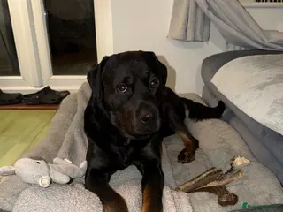 Rottweiler dogs Rottweiler “Bear” in Loughborough - Advert 1