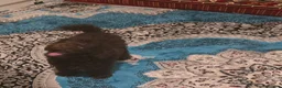 Toy Poodle dogs for sale: Toy Poodle  - Advert 3