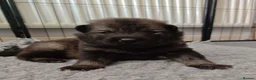 Eurasier dogs for sale: Eurasier Puppies - Kennel Club Registered - Advert 16