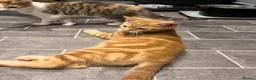 Mixed Breed cats for sale: Ginger male and calico female - Advert 2