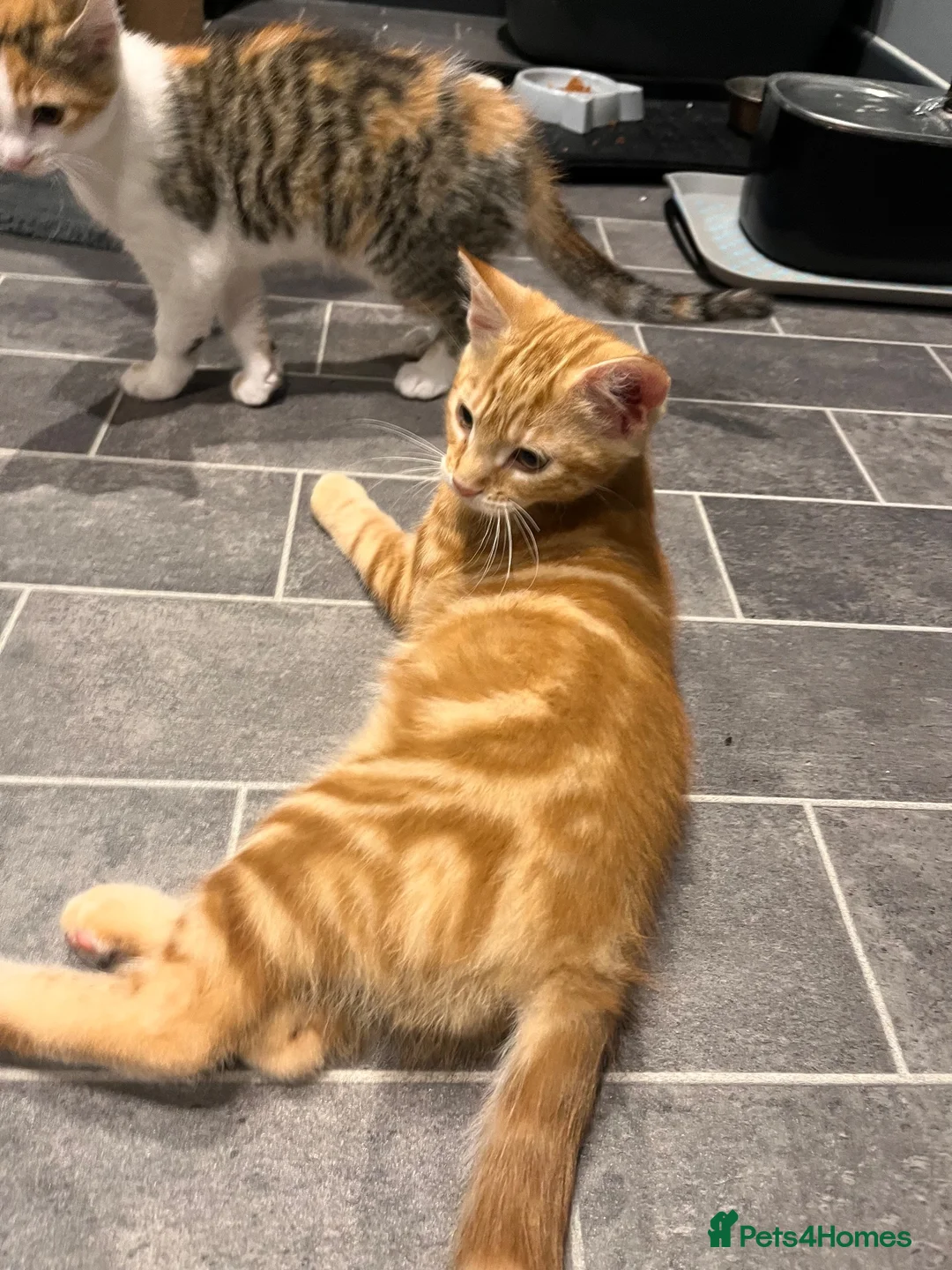 Mixed Breed cats for sale: Ginger male and calico female - Advert 2