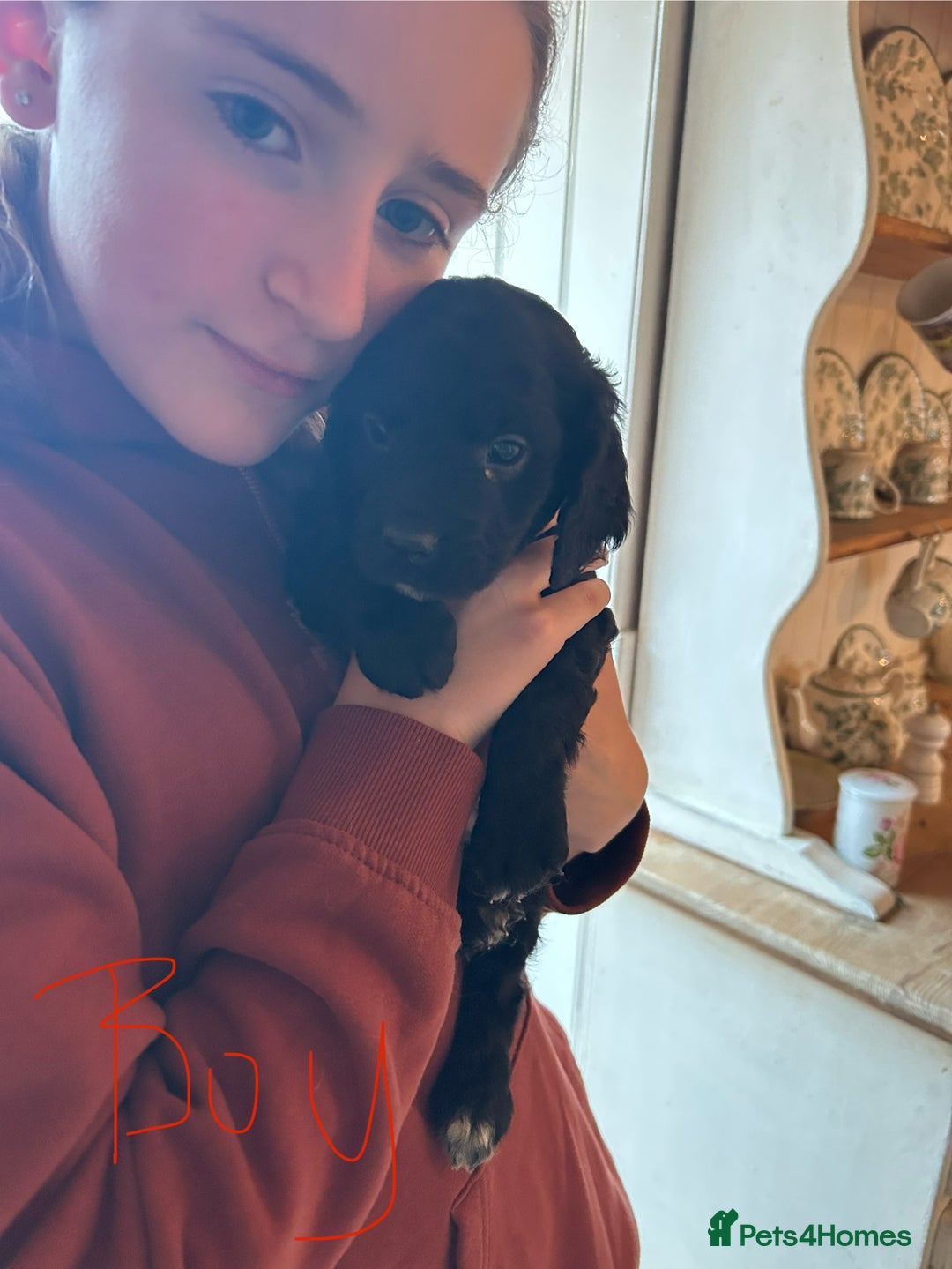 Cavapoo dogs for sale: Beautiful Cavapoo puppies  - Advert 16