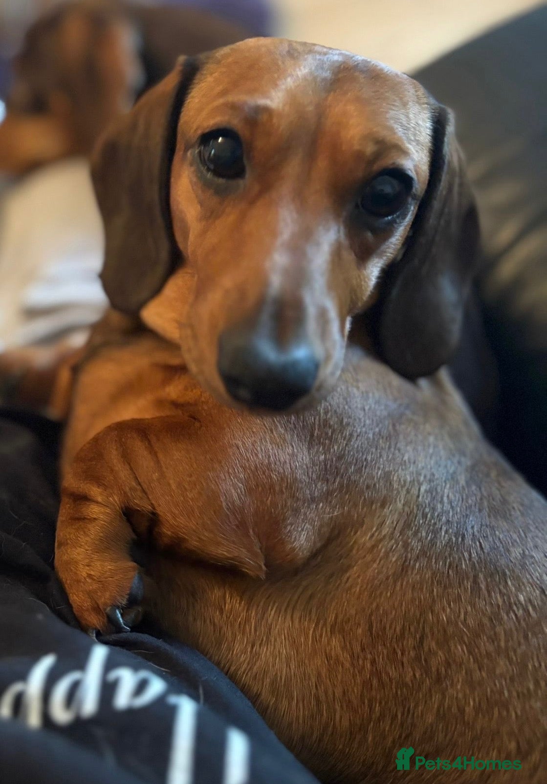 Miniature Dachshund dogs for sale: Gorgeous super quality Black and Tan puppies - Advert 2