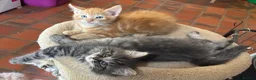 Ragdoll cats for sale: Lovely Kittens - Advert 10