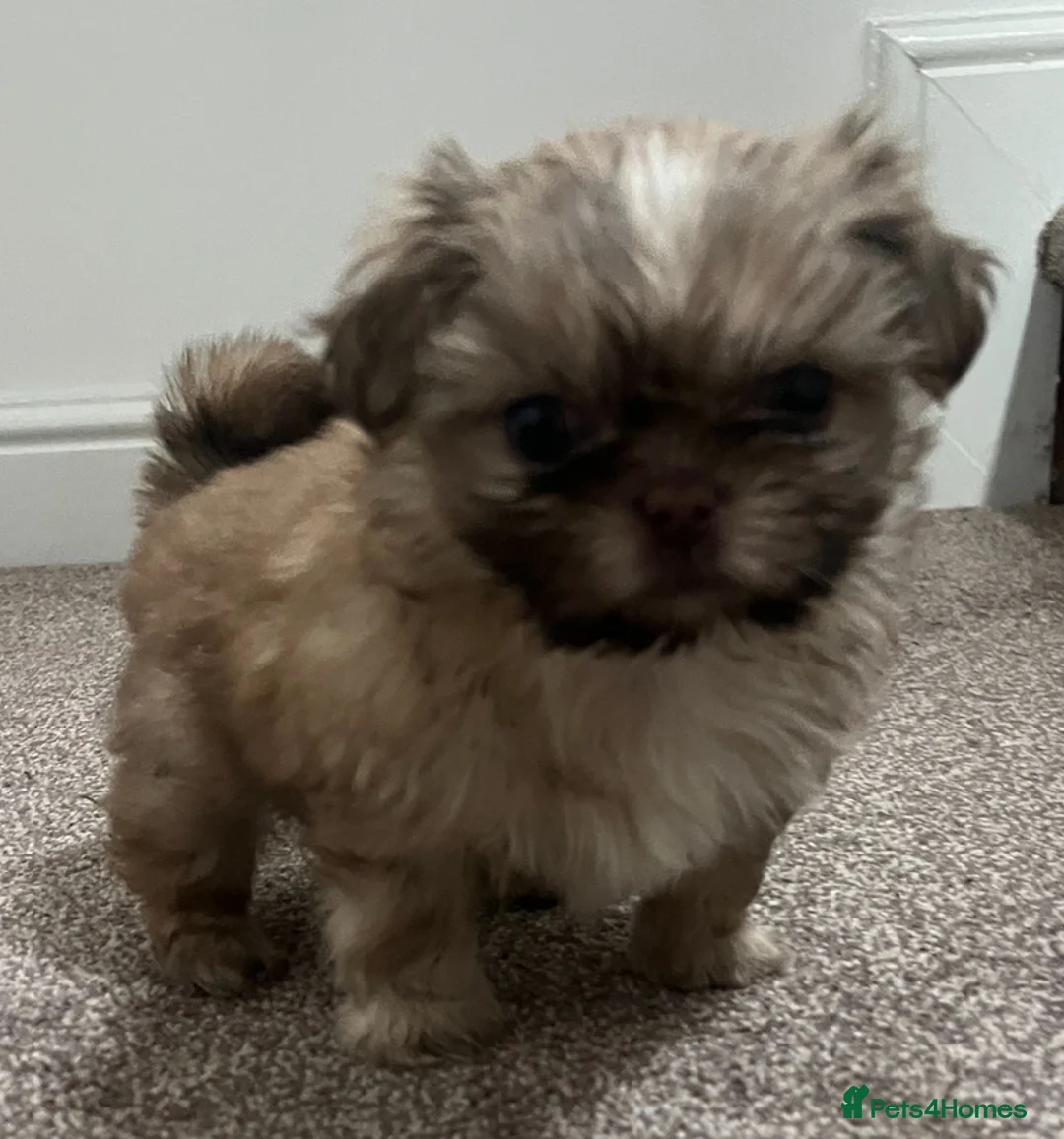 Shih Tzu dogs for sale: ✨Tiny Imperial Shih Tzu puppies ✨ - Advert 4