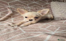 Chihuahua dogs for sale: 3 Handsome (KC) Chihuahua boys left (New photos) - Image 11