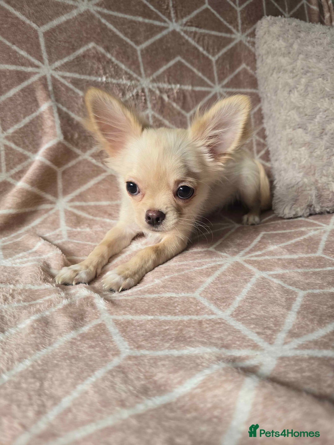 Chihuahua dogs for sale: 3 Handsome (KC) Chihuahua boys left (New photos) - Image 11