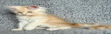 Male 3
