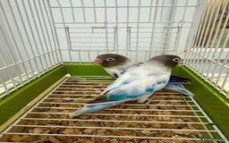 Lovebirds birds for sale: Masked Fischer Dominant Violet Blue Lovebirds - Image 2