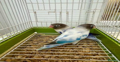 Lovebirds birds - Advert 8