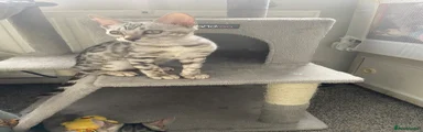Bengal 3