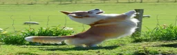 Welsh Corgi Pembroke dogs for stud: Beautiful Pembrokeshire Corgi Stud Dog in Machynlleth - Advert 5