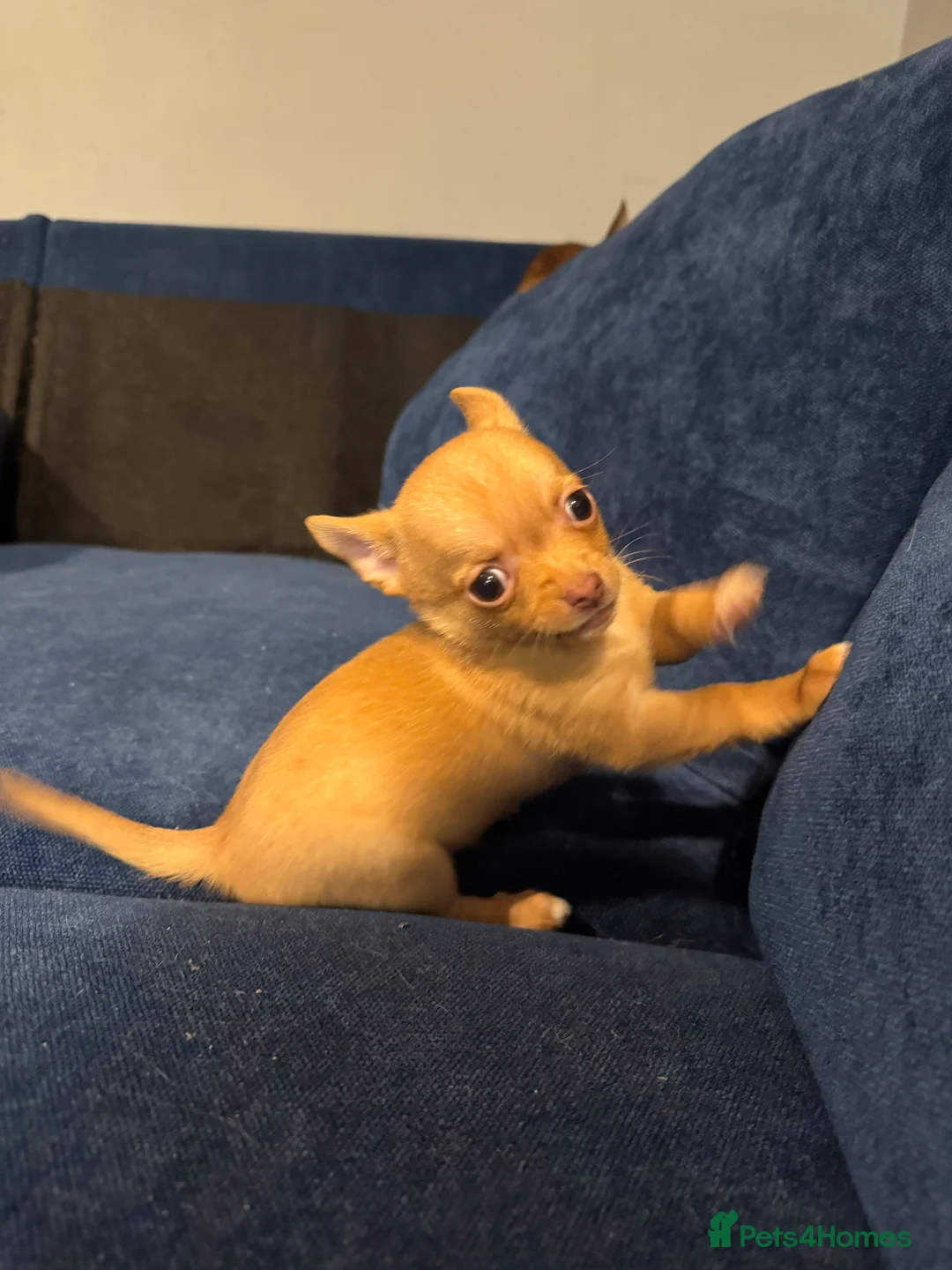 Chihuahua dogs for sale: Female Chihuahua READY NOW - Advert 1