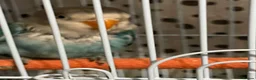 Lovebirds birds for sale: Beautiful little baby love bird  - Advert 8