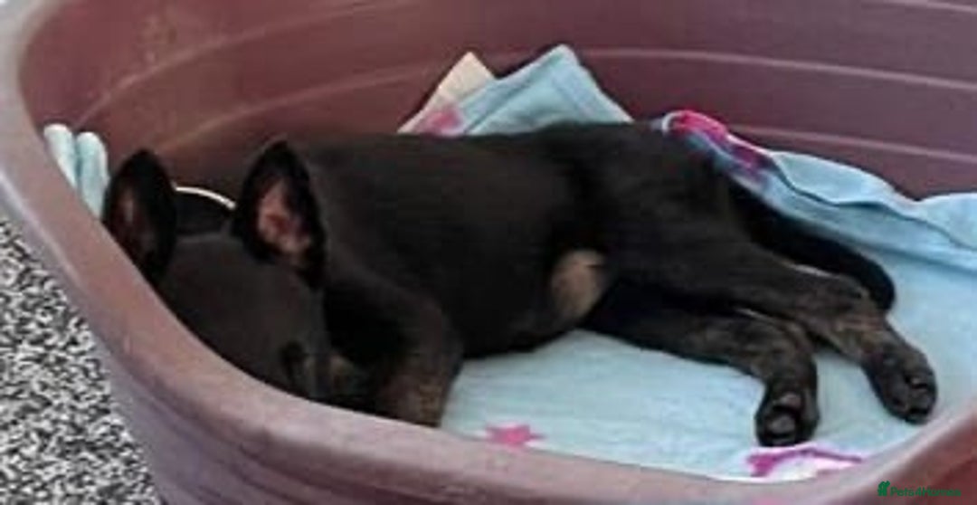 Belgian Shepherd Dog dogs for sale: 12 week old dutch shepherd  - Image 2