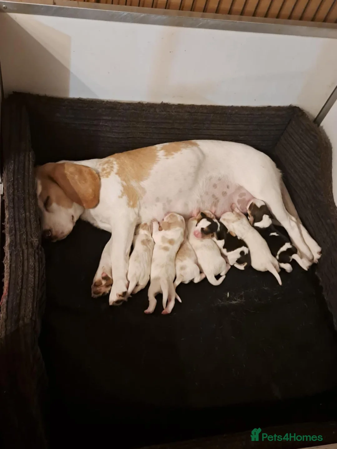 Beagle dogs for sale: 6 months old kennel club reg beagle boy - Advert 4
