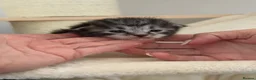 Kurilian Bobtail cats for sale: Rare Kurilian Bobtail Kittens Available - Advert 9