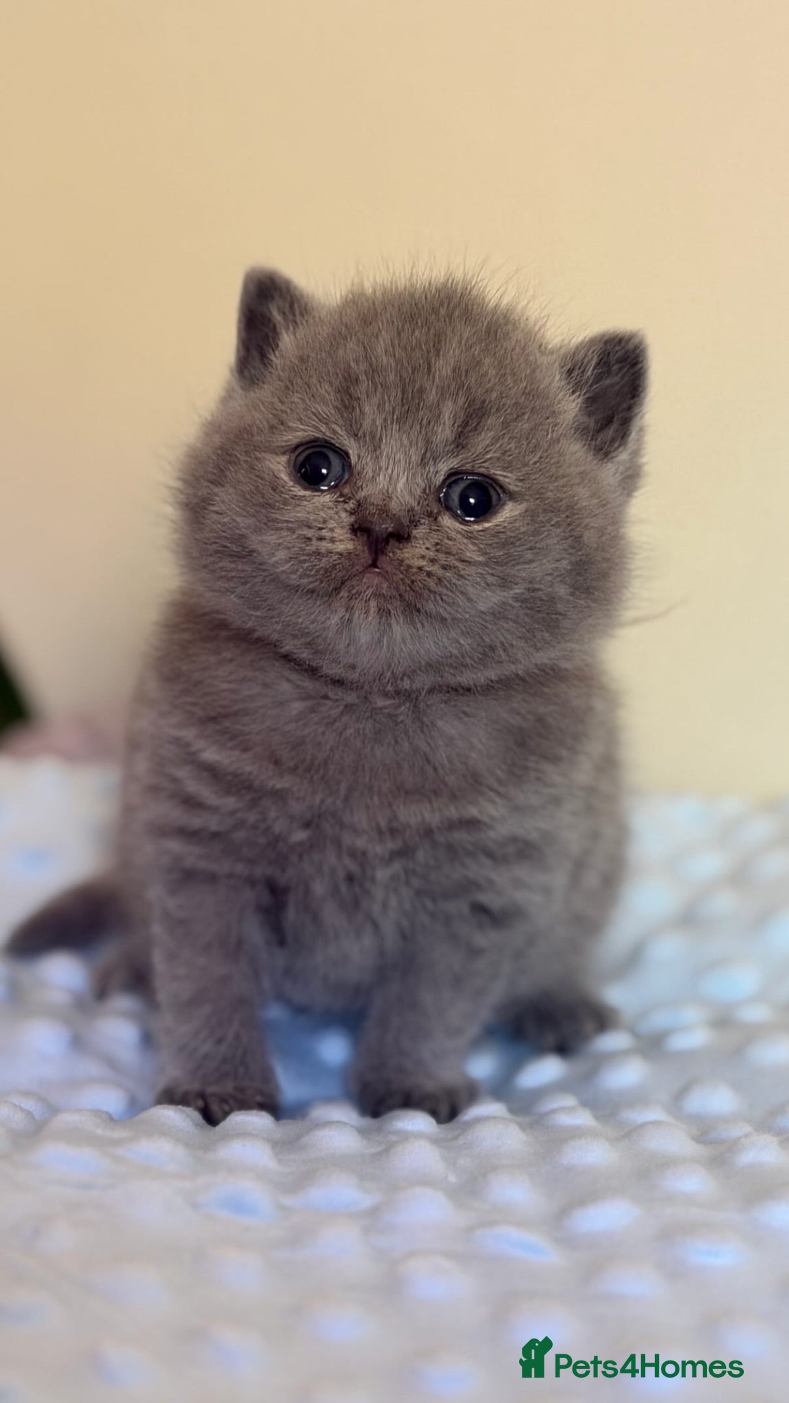British Shorthair cats GCCF BEAUTIFUL KITTENS  - Advert 2