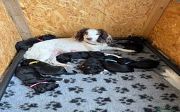 Sprocker dogs for sale: Beautiful Sprocker Spaniel pups - Image 4