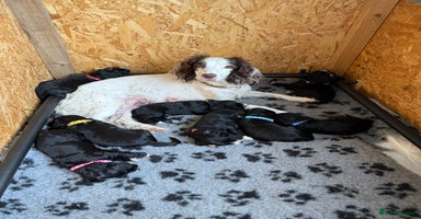 Sprocker dogs - Advert 13