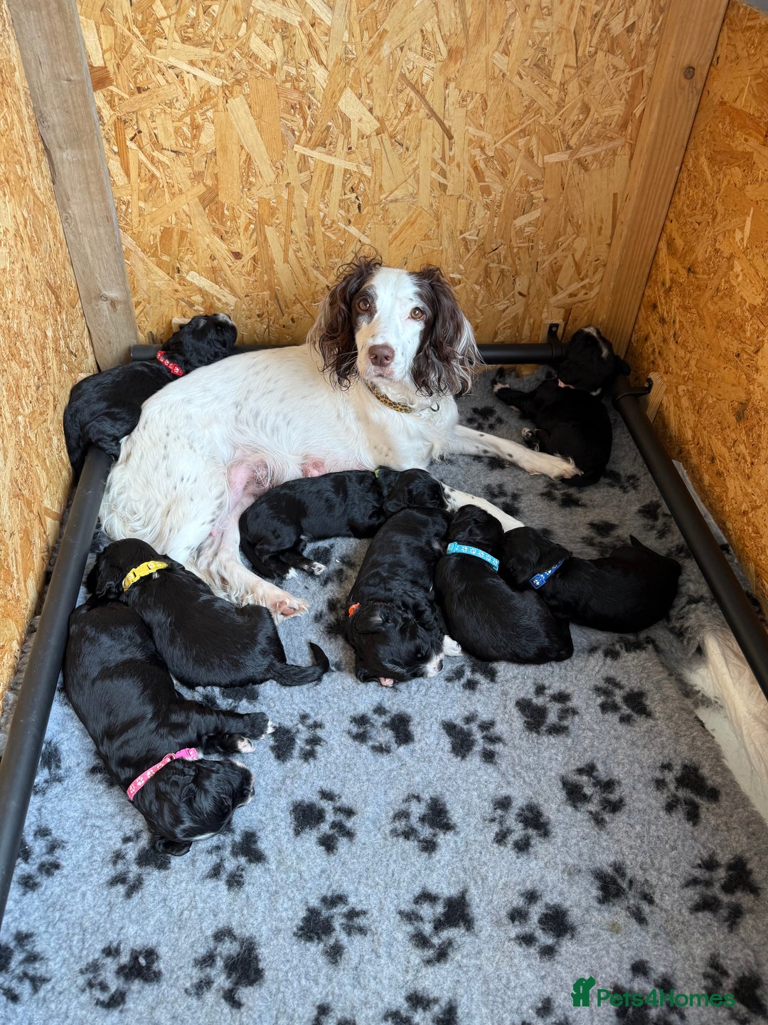 Sprocker dogs for sale: Beautiful Sprocker Spaniel pups - Image 4